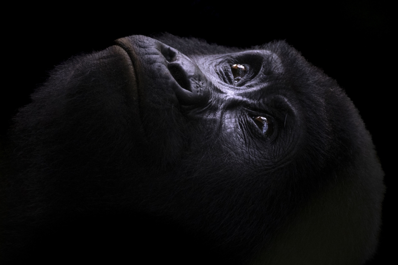 Uganda'da yağmur ormanlarındaki 17 bireyli goril ailesi görüntülendi 6