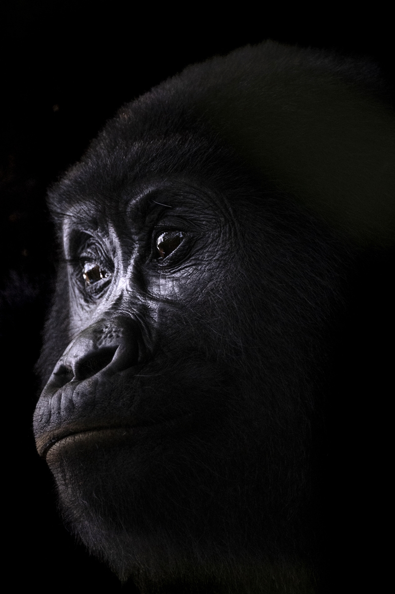 Uganda'da yağmur ormanlarındaki 17 bireyli goril ailesi görüntülendi 15