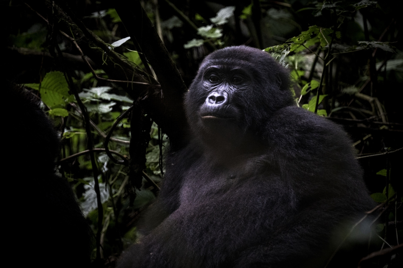 Uganda'da yağmur ormanlarındaki 17 bireyli goril ailesi görüntülendi 12