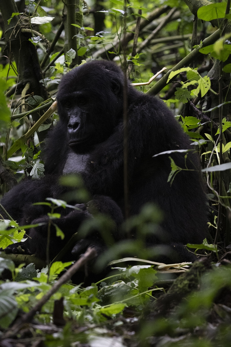 Uganda'da yağmur ormanlarındaki 17 bireyli goril ailesi görüntülendi 19