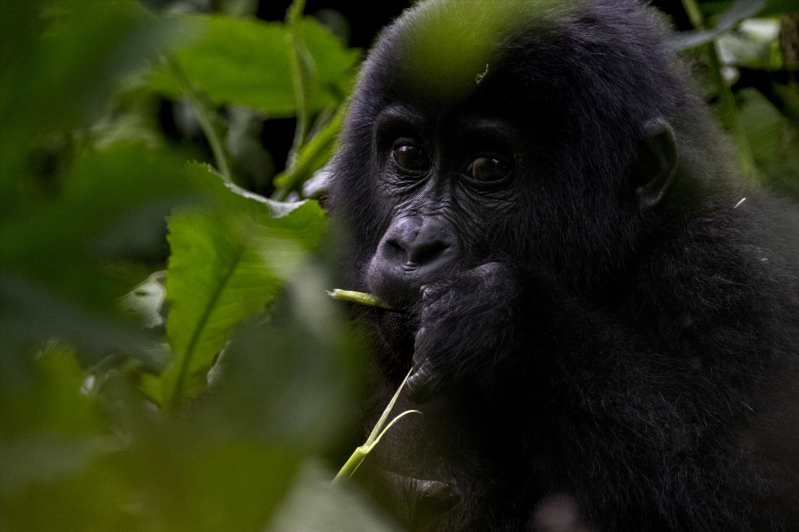 Uganda'da yağmur ormanlarındaki 17 bireyli goril ailesi görüntülendi 13