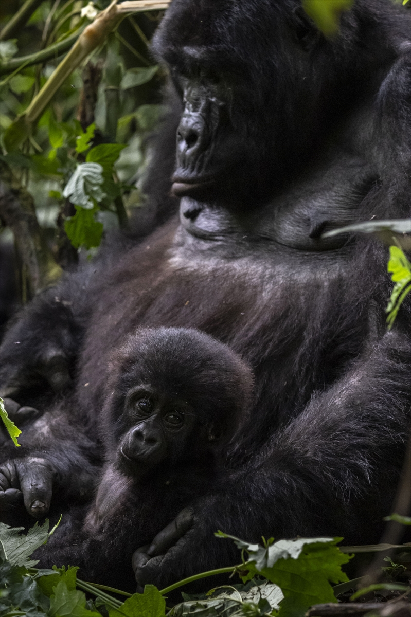 Uganda'da yağmur ormanlarındaki 17 bireyli goril ailesi görüntülendi 18
