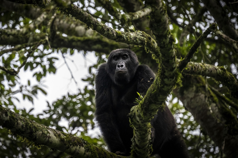 Uganda'da yağmur ormanlarındaki 17 bireyli goril ailesi görüntülendi 22