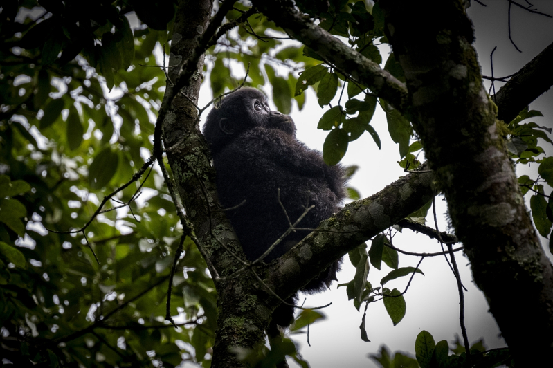Uganda'da yağmur ormanlarındaki 17 bireyli goril ailesi görüntülendi 21
