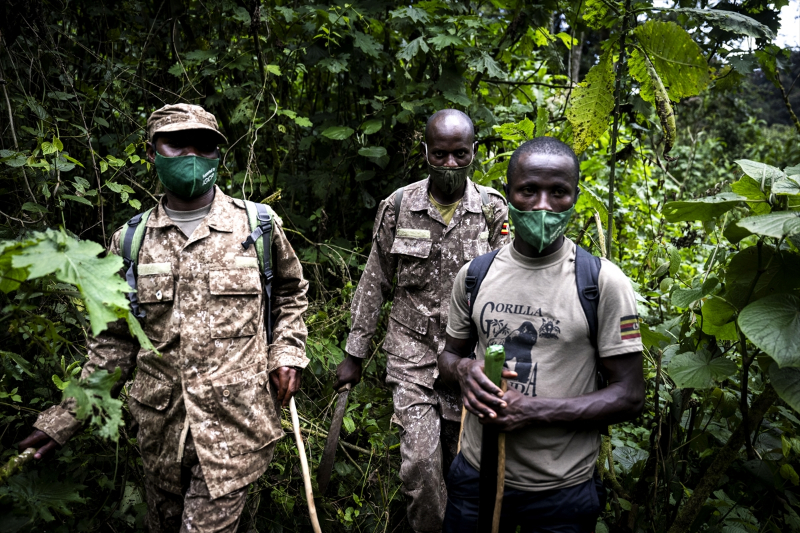 Uganda'da yağmur ormanlarındaki 17 bireyli goril ailesi görüntülendi 24