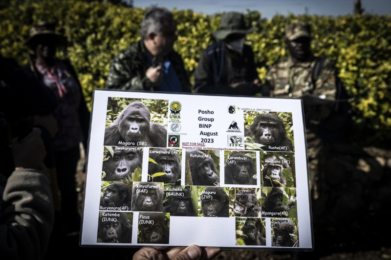 Uganda'da yağmur ormanlarındaki 17 bireyli goril ailesi görüntülendi 23