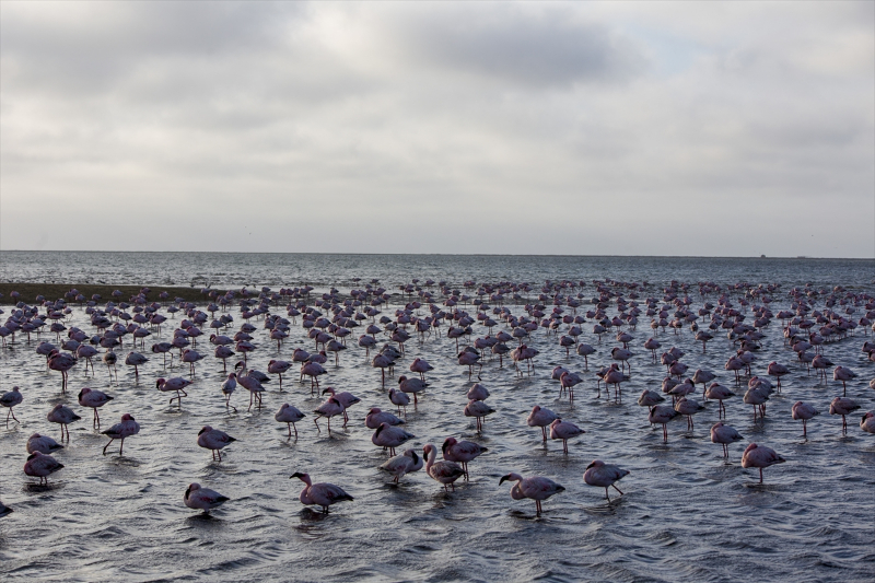 Afrika sahillerinde bir flamingo cenneti: Walvis Bay Lagünü
