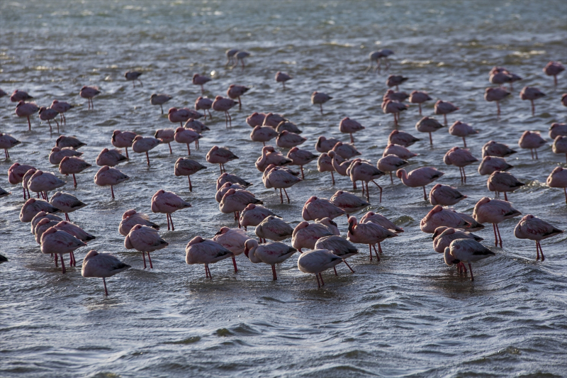 Afrika sahillerinde bir flamingo cenneti: Walvis Bay Lagünü 4