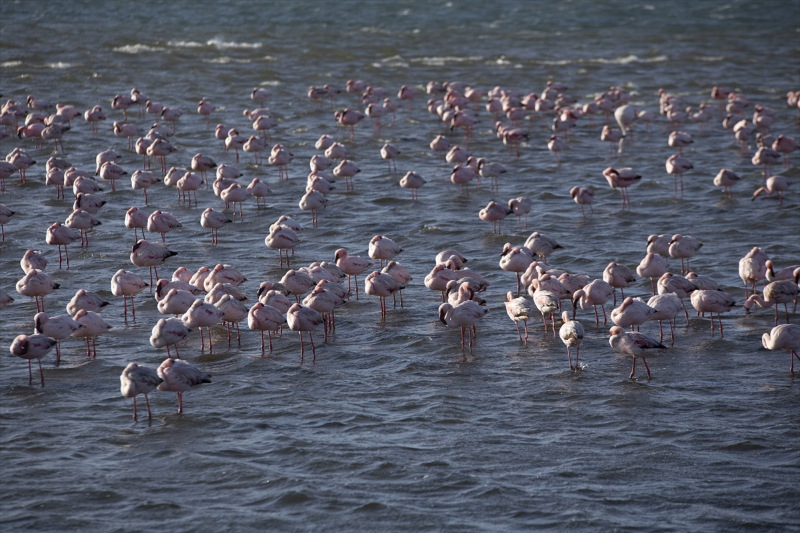 Afrika sahillerinde bir flamingo cenneti: Walvis Bay Lagünü 5