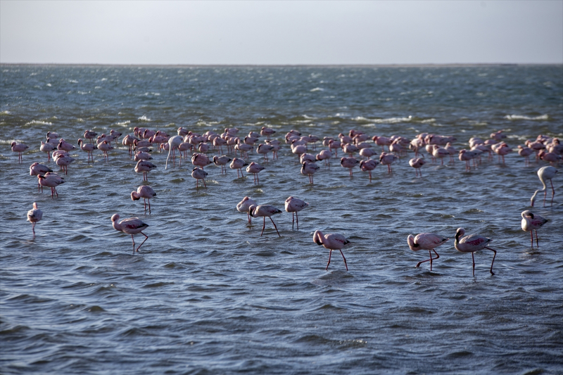 Afrika sahillerinde bir flamingo cenneti: Walvis Bay Lagünü 8