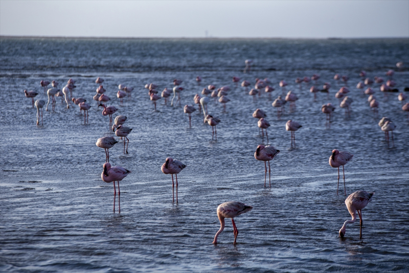 Afrika sahillerinde bir flamingo cenneti: Walvis Bay Lagünü 7