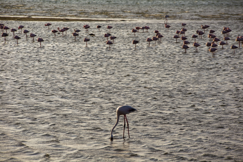 Afrika sahillerinde bir flamingo cenneti: Walvis Bay Lagünü 14