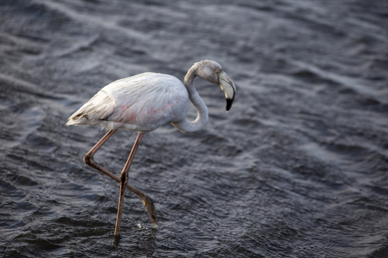 Afrika sahillerinde bir flamingo cenneti: Walvis Bay Lagünü 9