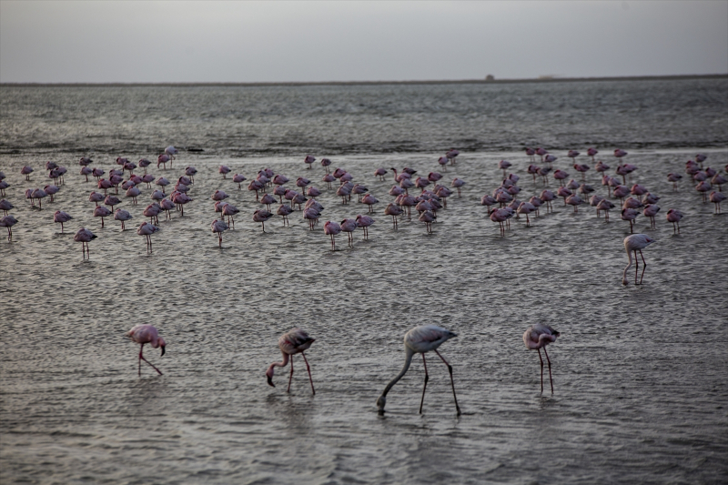 Afrika sahillerinde bir flamingo cenneti: Walvis Bay Lagünü 13