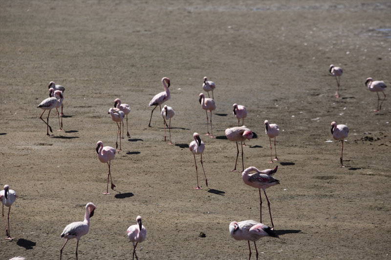Afrika sahillerinde bir flamingo cenneti: Walvis Bay Lagünü 15