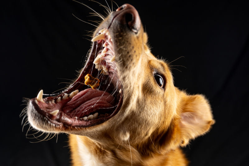 Sadık dostların ödül maması heyecanı 30