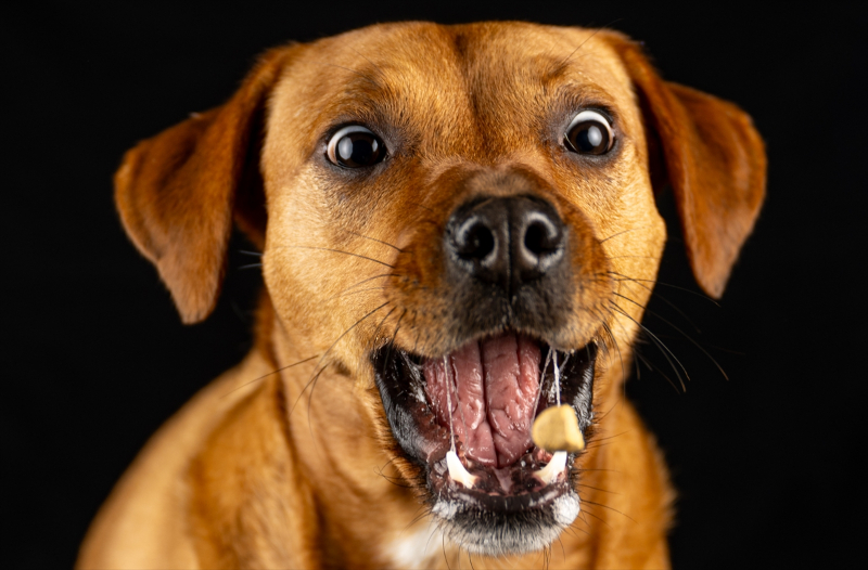 Sadık dostların ödül maması heyecanı 33