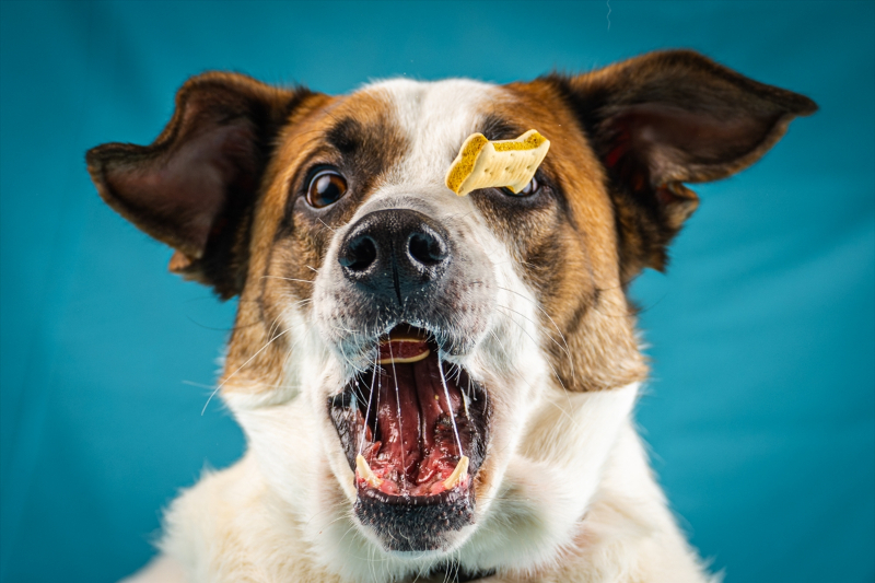 Sadık dostların ödül maması heyecanı 13