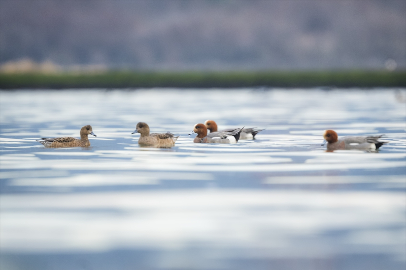 Hersek Lagünü kıyılarında beslenen Fiyu ördekleri 2