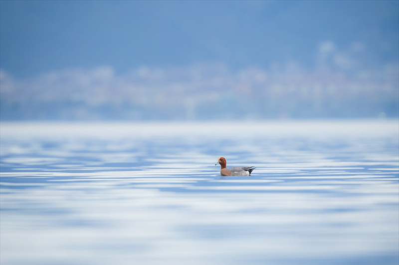Hersek Lagünü kıyılarında beslenen Fiyu ördekleri