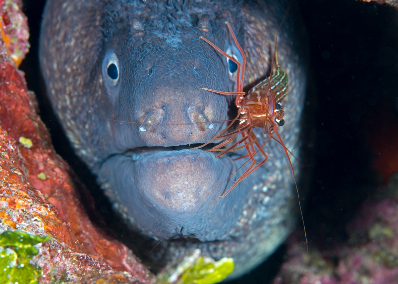 Ayvalık'ın su altı zenginliği 6