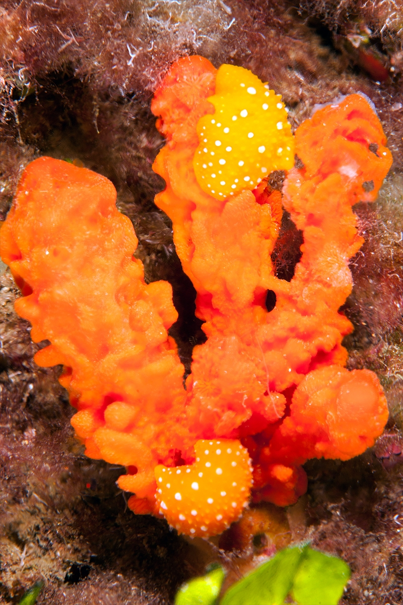 Ayvalık'ın su altı zenginliği 30