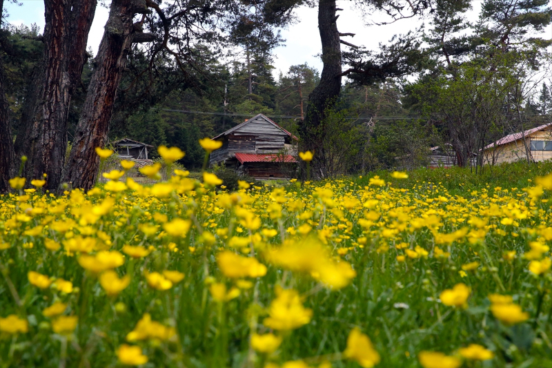 Baharın tüm renklerini barındıran Araç yaylaları 9