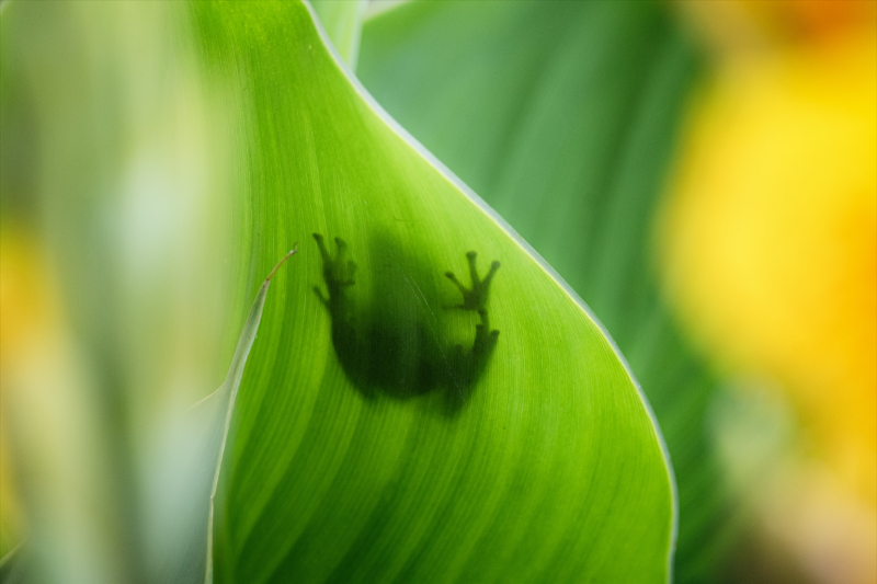 Mavi renkli ağaç kurbağası 9