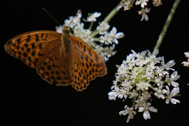 Yabani arı ve kelebeklerin doğada beslenme telaşı 11
