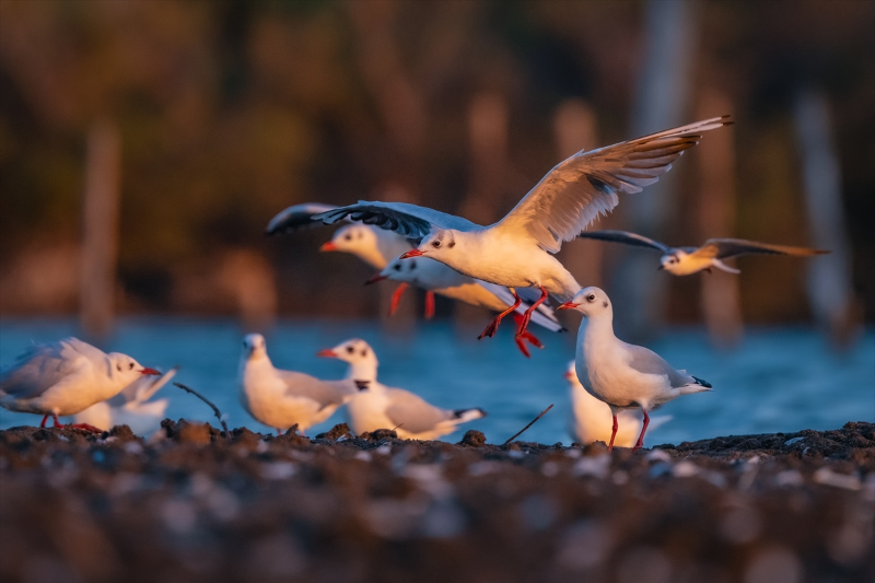 Kocaçay Deltasındaki bataklıklar çok sayıda canlı türüne ev sahipliği yapıyor 1