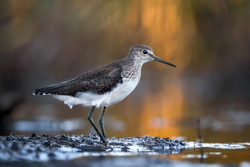 Kocaçay Deltasındaki bataklıklar çok sayıda canlı türüne ev sahipliği yapıyor 3