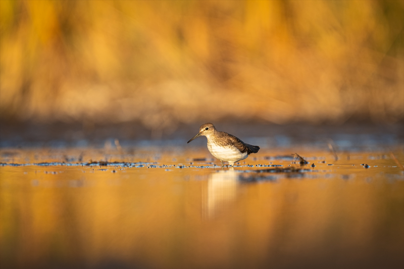 Kocaçay Deltasındaki bataklıklar çok sayıda canlı türüne ev sahipliği yapıyor 4