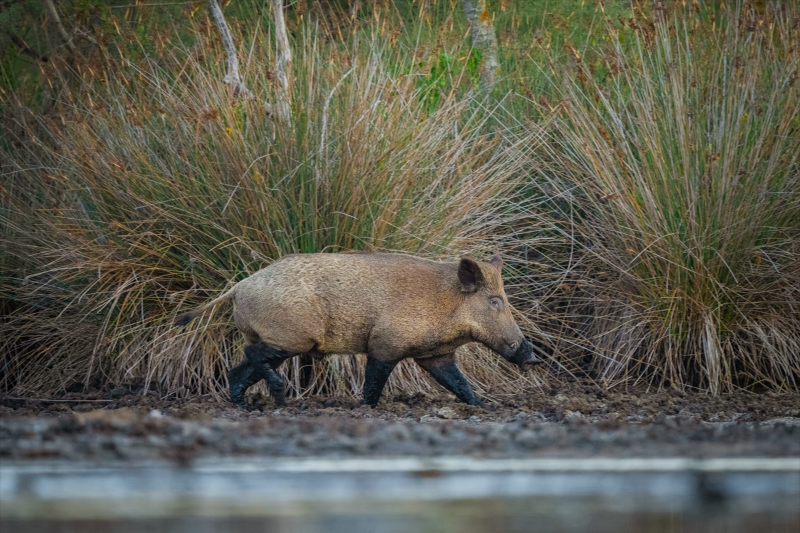 Kocaçay Deltasındaki bataklıklar çok sayıda canlı türüne ev sahipliği yapıyor 8