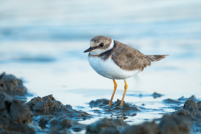 Kocaçay Deltasındaki bataklıklar çok sayıda canlı türüne ev sahipliği yapıyor 10