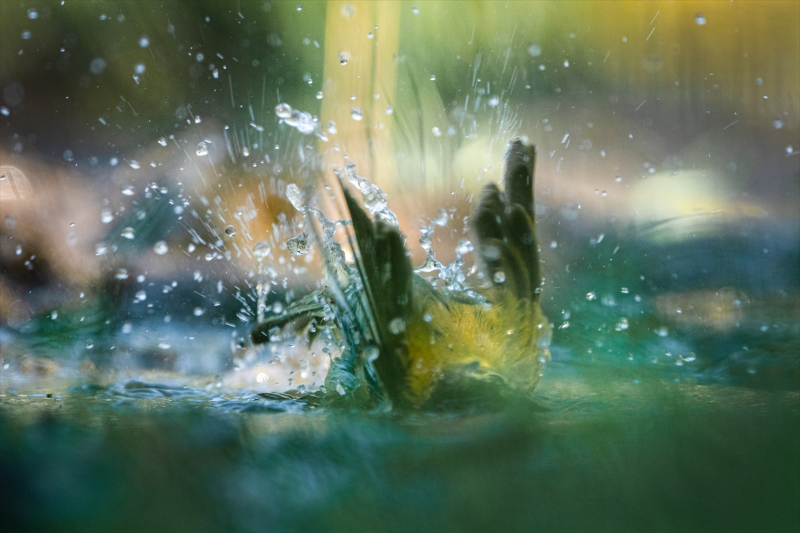 Kocaçay Deltasındaki bataklıklar çok sayıda canlı türüne ev sahipliği yapıyor 12