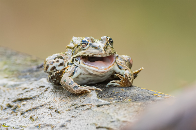 Kocaçay Deltasındaki bataklıklar çok sayıda canlı türüne ev sahipliği yapıyor 13