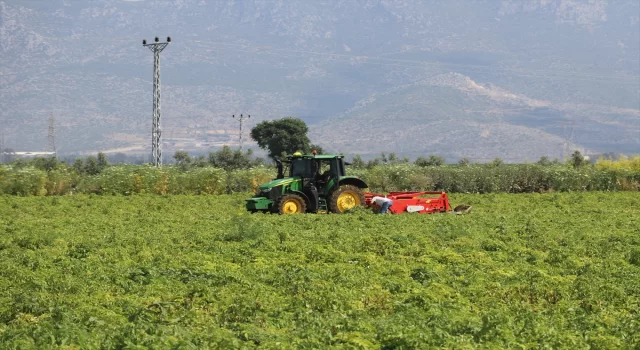 Adana’da patates ve soğan hasadı devam ediyor