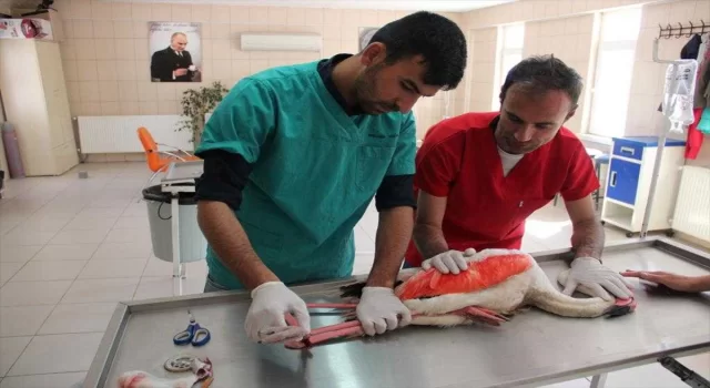 Kırşehir’de yaralı flamingo tedavi ediliyor
