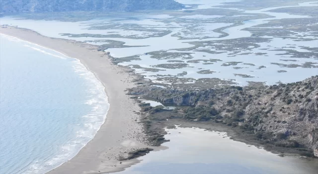 Muğla’da İztuzu Plajı’ndaki caretta caretta yuva sayısı 200’e ulaştı