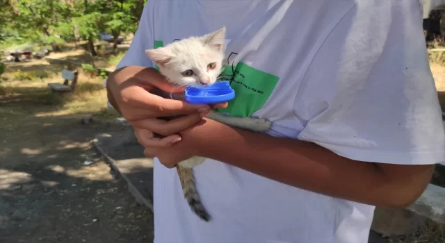 Elazığ’da ağaçta mahsur kalan yavru kediyi elektrik kurumu ekipleri kurtardı