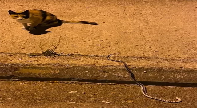 Karabük’te kediyle yılanın mücadelesi görüntülendi