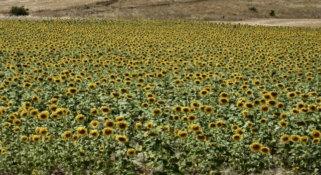 Kırşehir’de atıl tarım arazileri ayçiçeği ile değerlendiriliyor