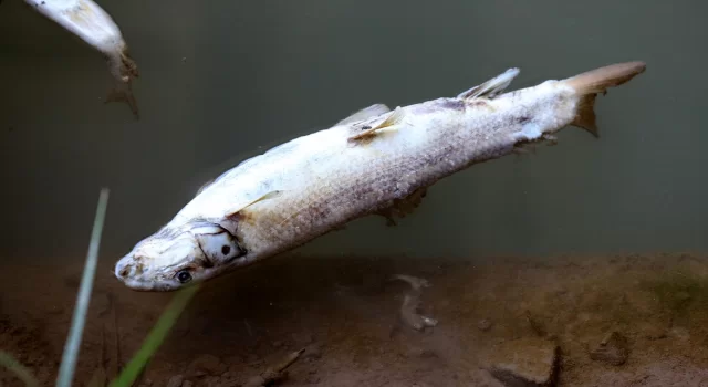 Sivas’ta Kızılırmak’taki balık ölümlerinin nedeni araştırılıyor