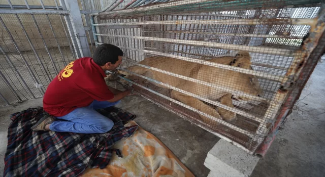 Gazze’de dişi aslanın emzirmeyi reddettiği 3 yavrunun hayata tutunması için çalışılıyor
