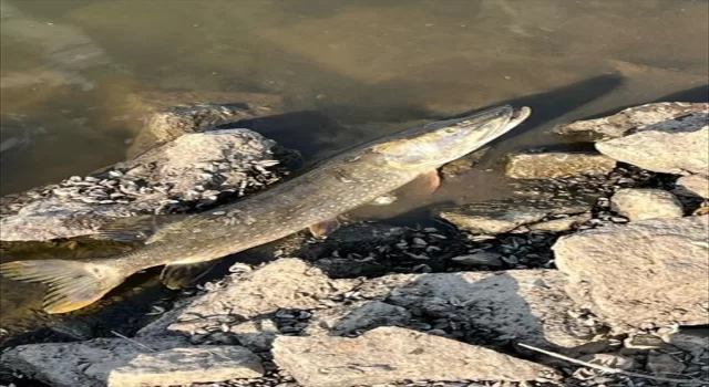 Polonya’nın Oder Nehri’ndeki toplu balık ölümlerinin nedeni araştırılıyor