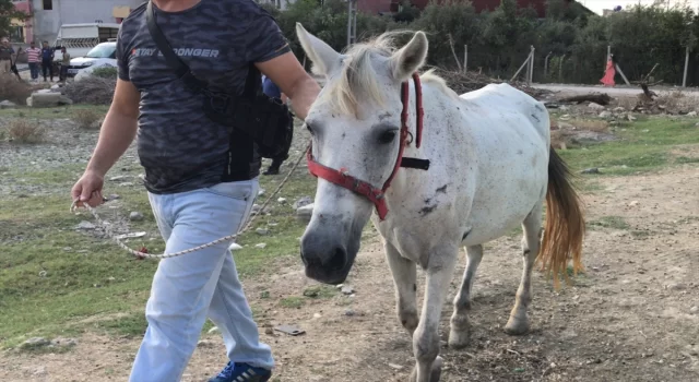 Adana’da yorulan atı yumruklaması kameraya yansıyan zanlı gözaltına alındı