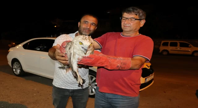 Adana’da bitkin bulunan yılan kartalı tedaviye alındı