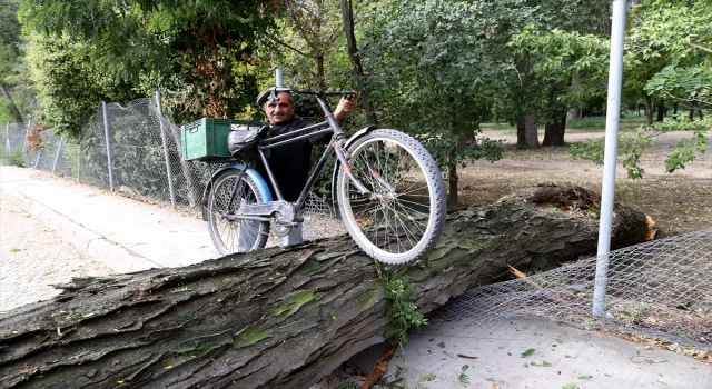 Edirne’de kökünden kırılarak yola devrilen ağaç trafiği aksattı 