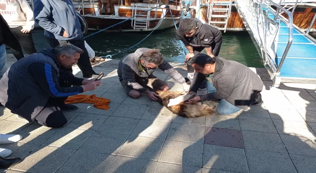 Fethiye’de denize düşen köpek kurtarıldı