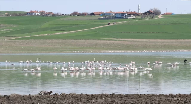 Yozgat’taki Gelingüllü Barajı flamingoların yaşam alanı oldu